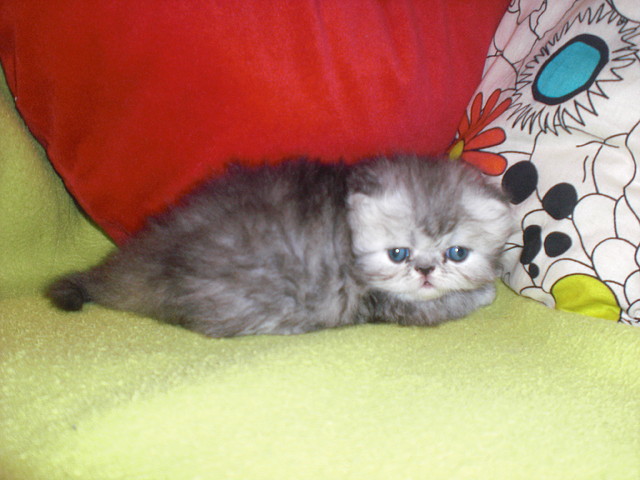 Bruma - Hembra Silver Tabby Blotched