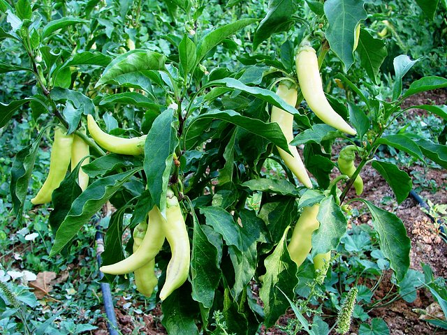 mata de guindillas blancas