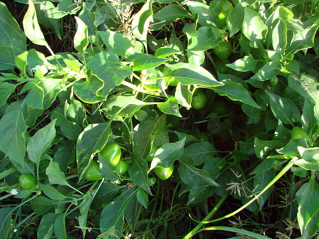 oras picantes verdes redondas