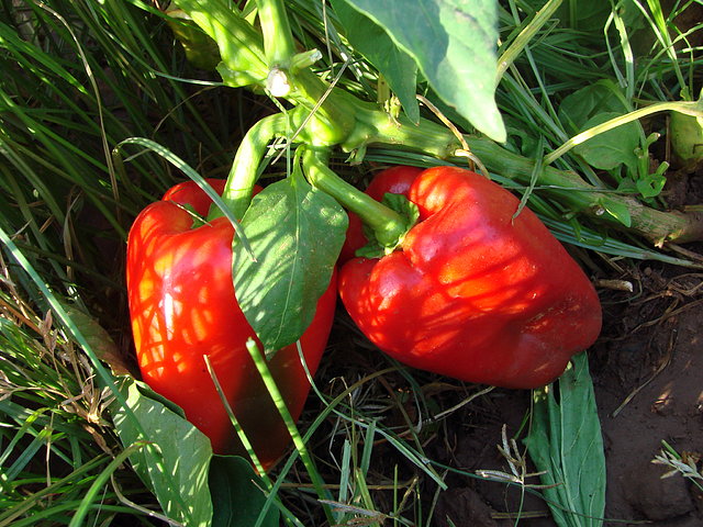 pimientos rojos