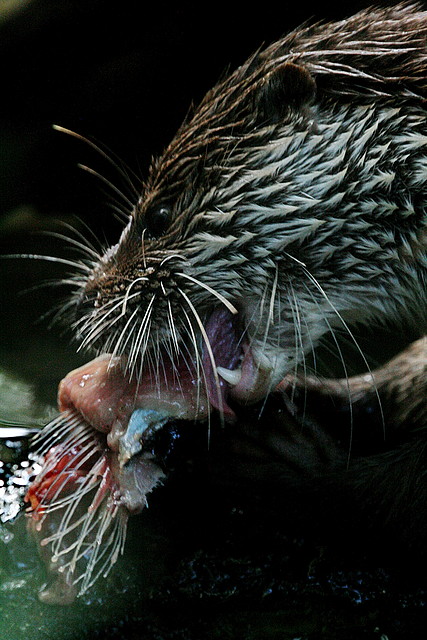 Zoo de Barcelona 20-07-2010 211 Zoo de Barcelona 20-07-2010 211
