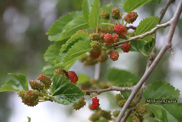 15, moras, marca