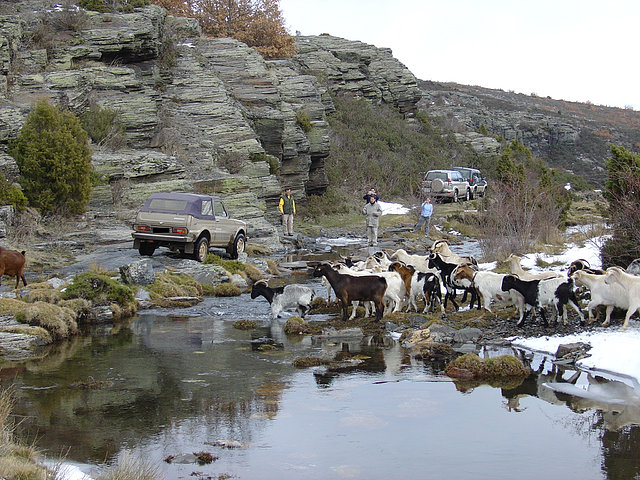 12 LADILLA Y CABRAS