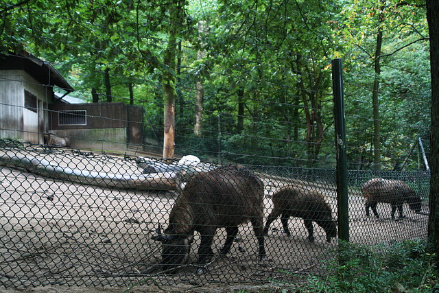 Zoos Wuppertal, Dortmund y Gelsenkirchen 01-10-09 228 Zoos Wuppertal, Dortmund y Gelsenkirchen 01-10-09 228