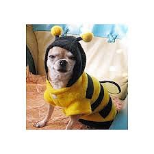 perrito abeja