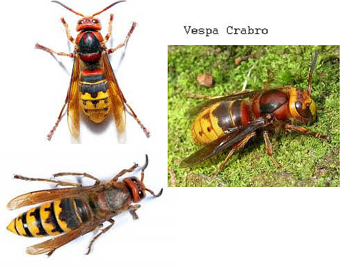 Crabro avispa