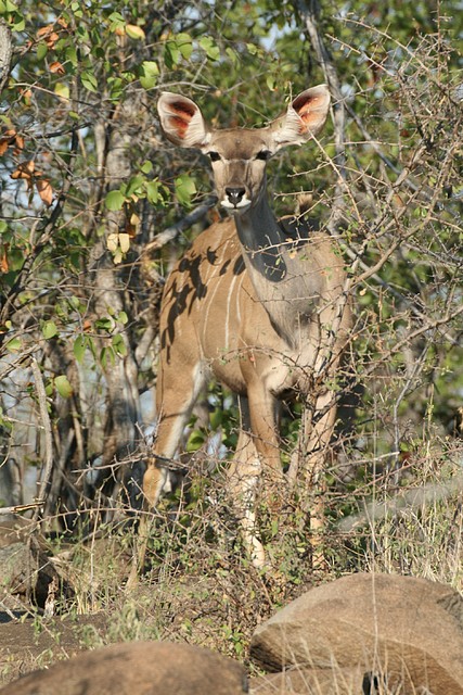 Kruger National Park 28-31 mayo 2009 706 Kruger National Park 28-31 mayo 2009 706