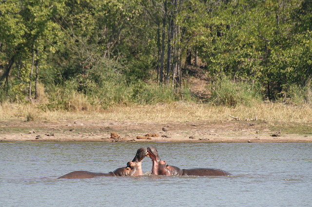 Kruger National Park 28-31 mayo 2009 627 Kruger National Park 28-31 mayo 2009 627