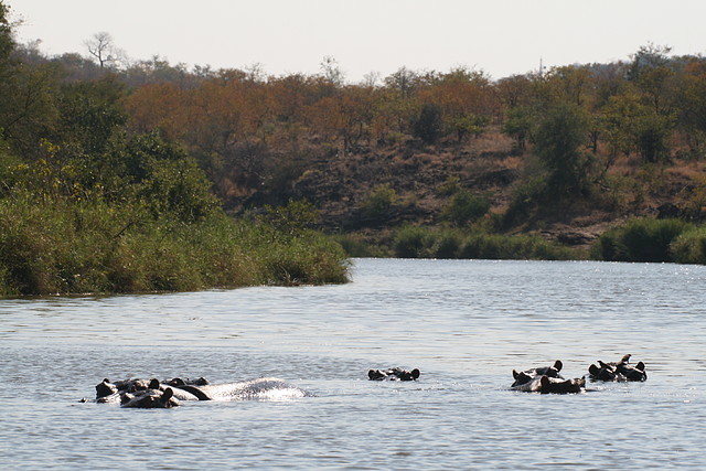 Kruger National Park 28-31 mayo 2009 606 Kruger National Park 28-31 mayo 2009 606