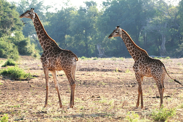 Kruger National Park 28-31 mayo 2009 735 Kruger National Park 28-31 mayo 2009 735