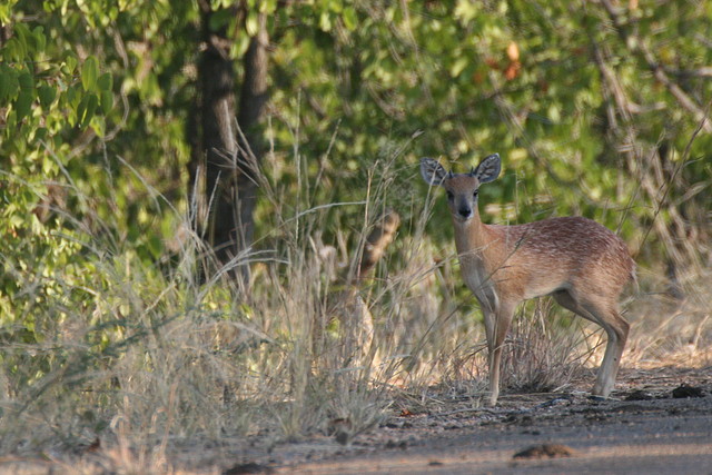 Kruger National Park 28-31 mayo 2009 745 Kruger National Park 28-31 mayo 2009 745