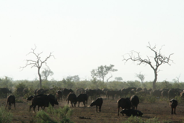 Kruger National Park 28-31 mayo 2009 871 Kruger National Park 28-31 mayo 2009 871