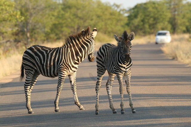 Kruger National Park 28-31 mayo 2009 788 Kruger National Park 28-31 mayo 2009 788