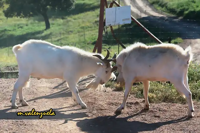 24, cabras en pelea, marca