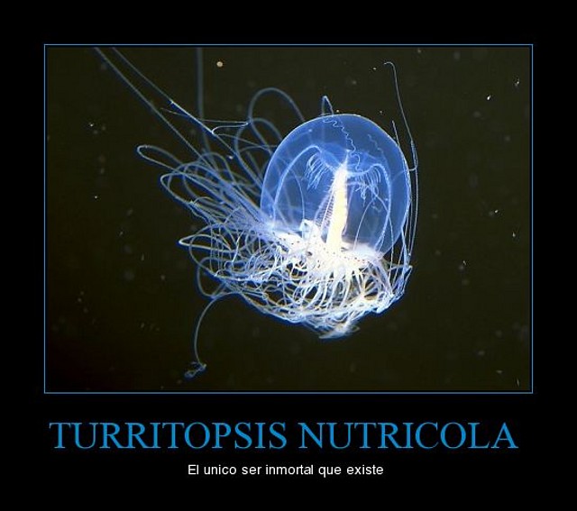 ?turritopsis_nutricola