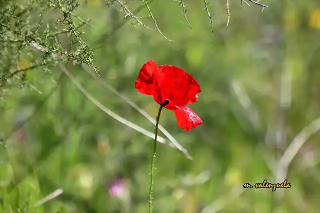 21, amapola solitaria, marca