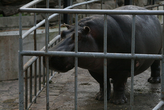 Zoo de Barcelona 24-11-10 586 Zoo de Barcelona 24-11-10 586
