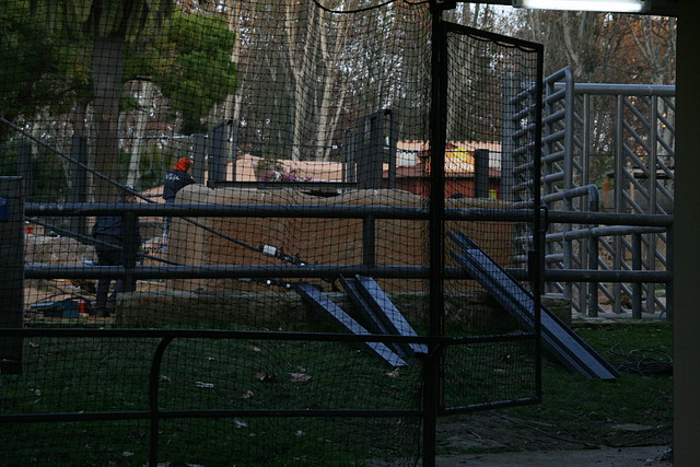 Zoo de Barcelona 24-11-10 604 Zoo de Barcelona 24-11-10 604