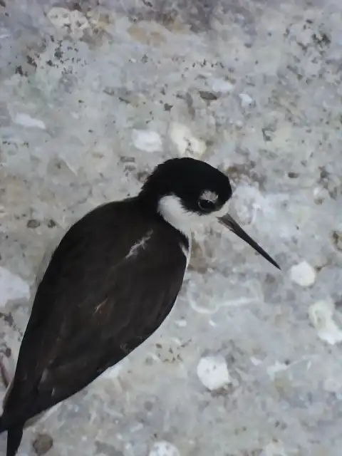 Cig?e?uela de cuello negro (Himantopus mexicanus)