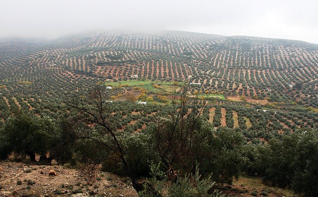 las caadas con niebla