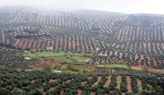 las caadas con niebla 2