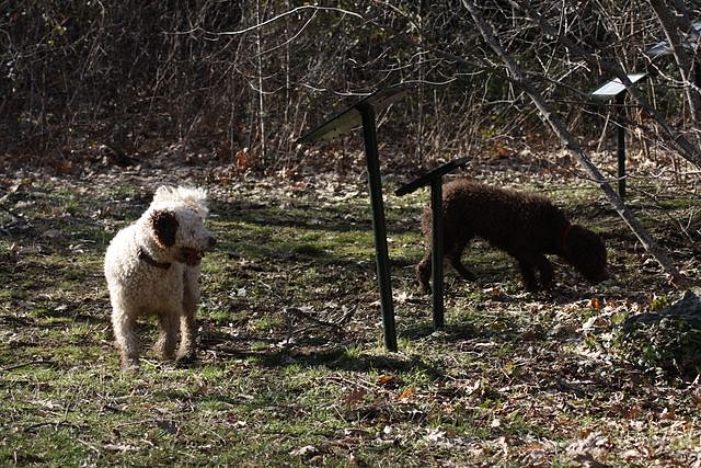 Quillo y Greta