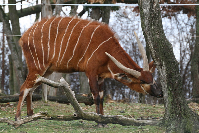Zoo Lyon + Safari Peaugres febrer 2011 786 Zoo Lyon + Safari Peaugres febrer 2011 786