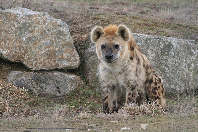 Zoo Lyon + Safari Peaugres febrer 2011 707 Zoo Lyon + Safari Peaugres febrer 2011 707