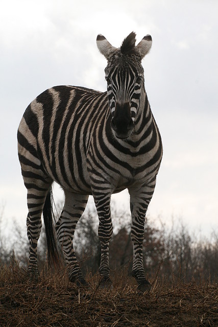 Zoo Lyon + Safari Peaugres febrer 2011 726 Zoo Lyon + Safari Peaugres febrer 2011 726