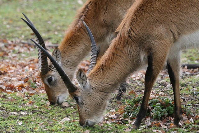 Zoo Lyon + Safari Peaugres febrer 2011 795 Zoo Lyon + Safari Peaugres febrer 2011 795