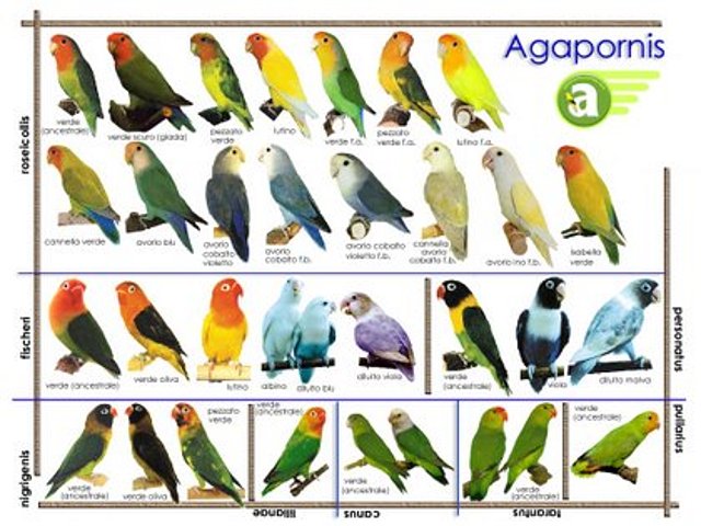 Cartelpornis Cartelpornis
