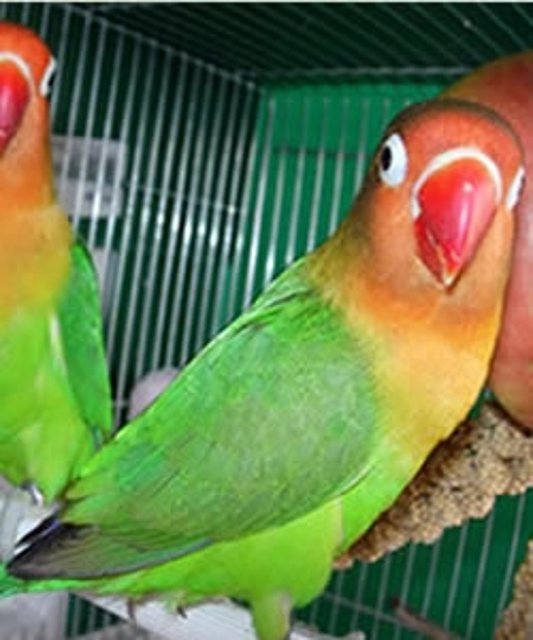 Agapornis fischer Agapornis fischer