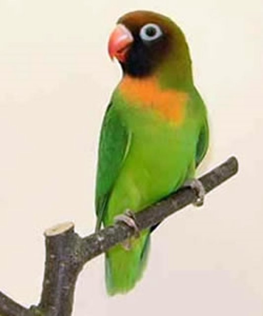 Agapronis nigri Agapronis nigri
