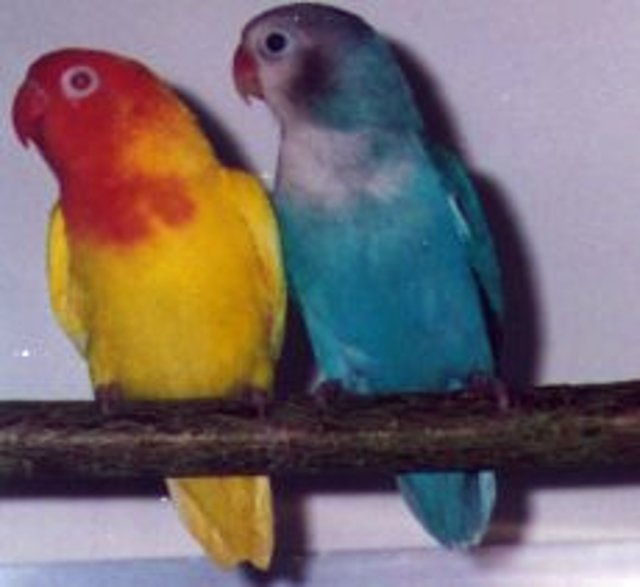 Agapornis nyasa 1 Agapornis nyasa 1