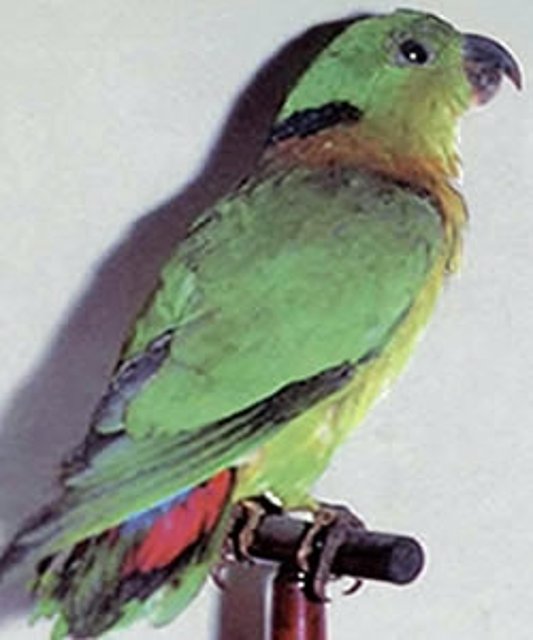 Agapornis swindernania Agapornis swindernania