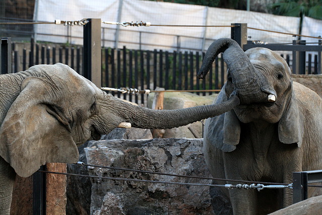 Zoo de Barcelona 11-12-2010 190 Zoo de Barcelona 11-12-2010 190