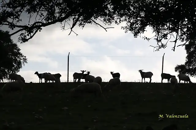 20, ovejas al tras luz, marca