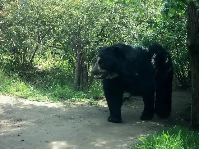 Oso de anteojos (Tremarctos ornatus)