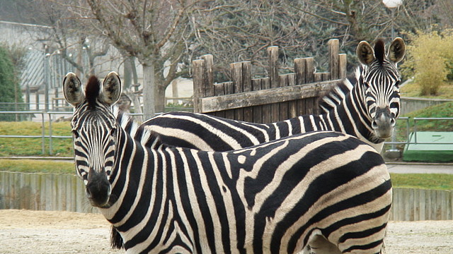 Zoo Madrid 6-01-06 076 Zoo Madrid 6-01-06 076