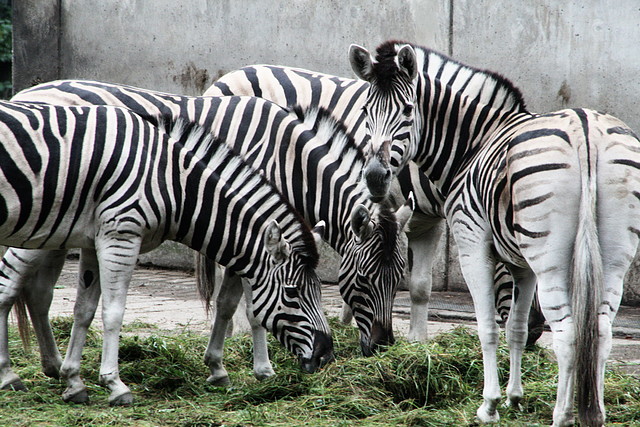 Zoos Duisburg y Krefeld 02-10-09 131 Zoos Duisburg y Krefeld 02-10-09 131