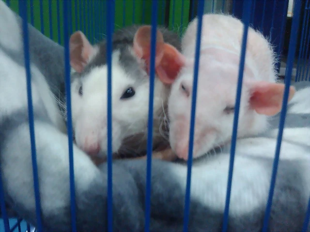 Pretty y Dumbo Pretty y Dumbo