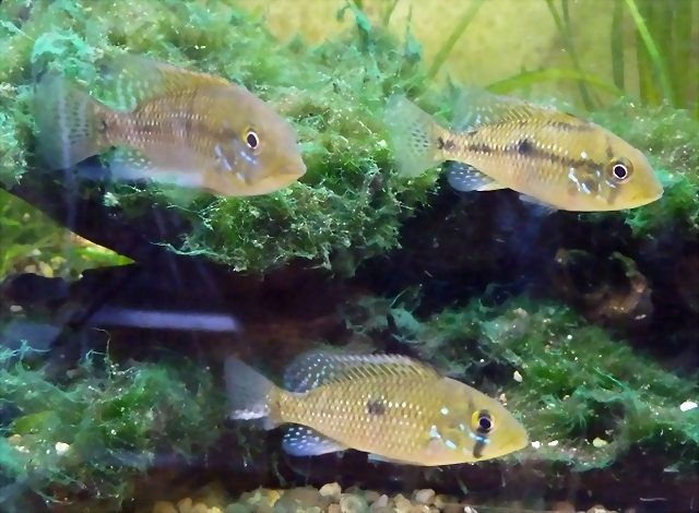 Geophagus brasiliensis Geophagus brasiliensis