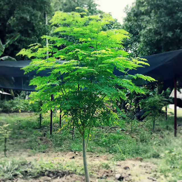 moringa-tree-big