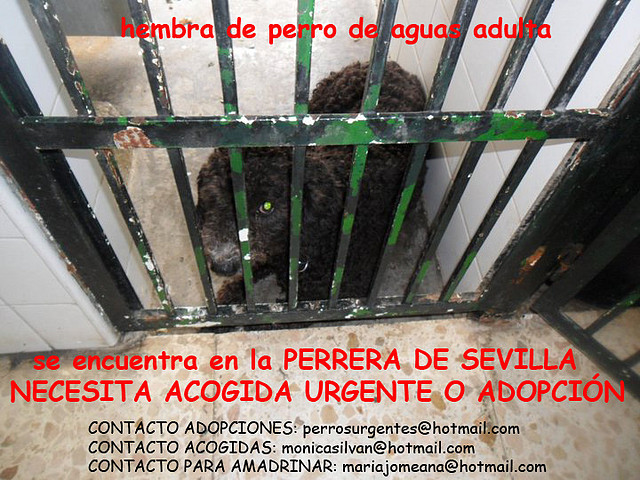 perra de aguas adulta perrera de Sevilla