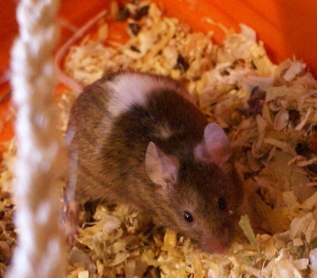 DSC06586 DSC06586