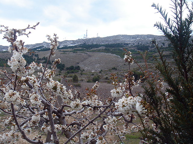 Cerezos en flor, fondo Aitana