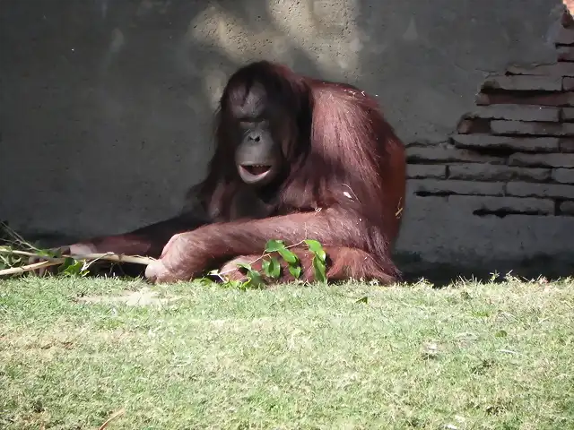 Bioparc Fuengirola 2 febrero 2013 239