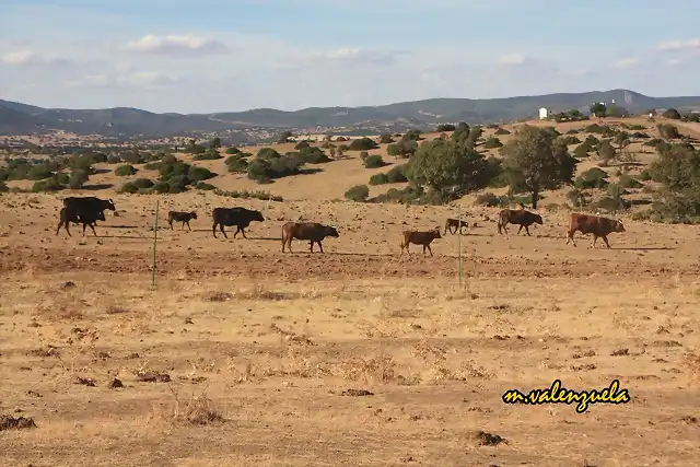 04, las vacas bahan en busca del ro, marca