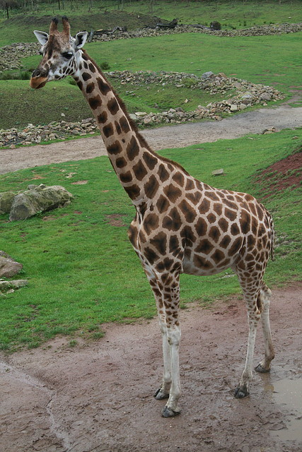 Zoos Wuppertal, Dortmund y Gelsenkirchen 01-10-09 594 Zoos Wuppertal, Dortmund y Gelsenkirchen 01-10-09 594