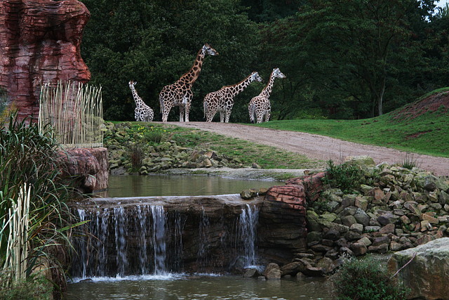 Zoos Wuppertal, Dortmund y Gelsenkirchen 01-10-09 618 Zoos Wuppertal, Dortmund y Gelsenkirchen 01-10-09 618